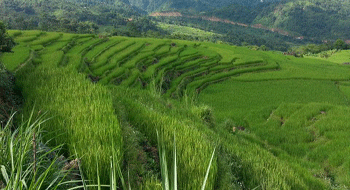 Pu Luong in Vietnam: Questions and Answers